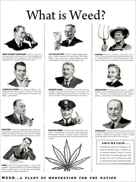 What is Weed? A Plant of Moderation for the Nation