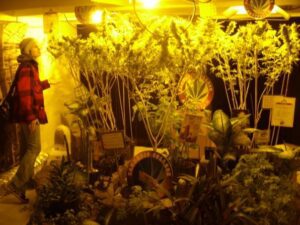 grow-room-multiple-plants