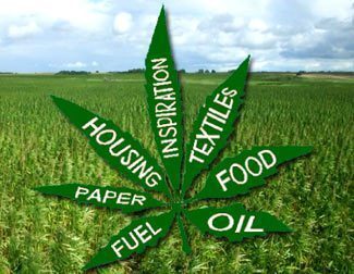 hemp-cannabis-field-leaf-uses-for